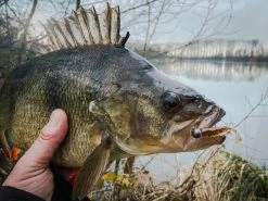 Perch Professor Fluky Shad 5,5cm (6-pack) 6 Perch Professor Fluky Shad 5,5cm (6-pack) -Moulinets spinning Boutique FS556P Or 2