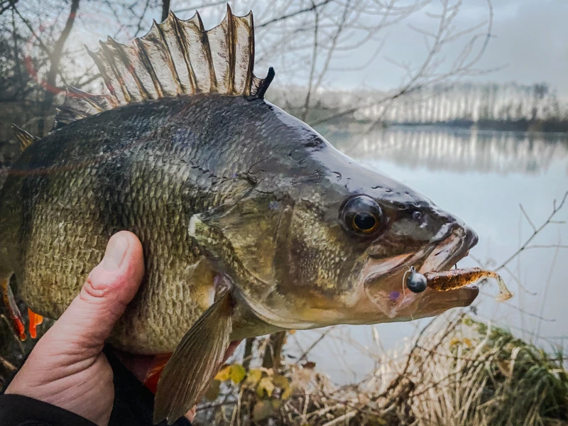 Perch Professor Fluky Shad 5,5cm (6-pack) 4 Perch Professor Fluky Shad 5,5cm (6-pack) – Image 2