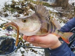 Perch Professor Flying Worm 9cm (6-pack) 6 Perch Professor Flying Worm 9cm (6-pack) -Moulinets spinning Boutique FW96P Or 2