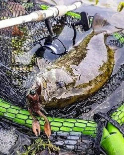 Nikko Craw 8,1cm (5-pack) 11 Nikko Craw 8,1cm (5-pack) -Moulinets spinning Boutique NIKKO431r 4