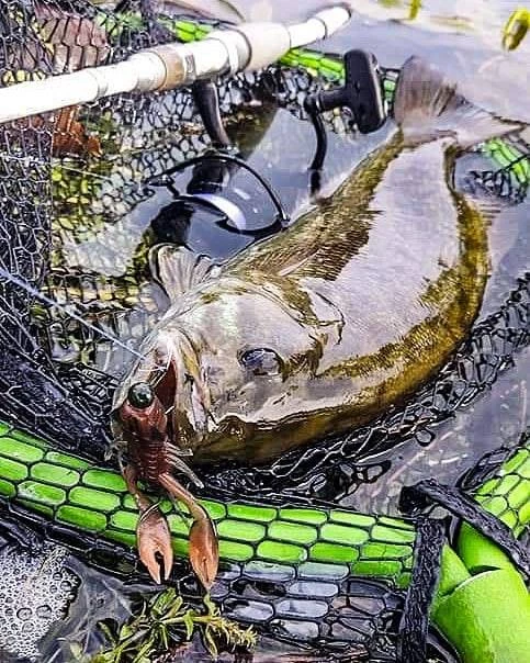 Nikko Craw 8,1cm (5-pack) 6 Nikko Craw 8,1cm (5-pack) – Image 4