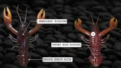 Nikko Craw 8,1cm (5-pack) 12 Nikko Craw 8,1cm (5-pack) -Moulinets spinning Boutique NIKKO431r 5