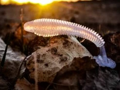 Nikko Winnow 9,5cm (5-pack) -Moulinets spinning Boutique NIKKO441r 3